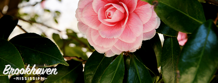 The 53rd Annual Camellia Show