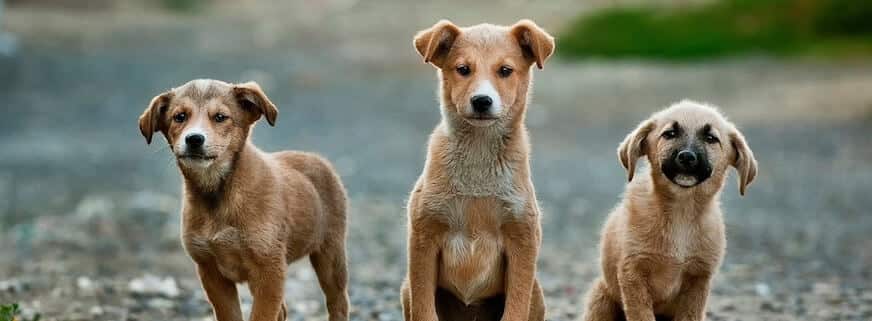 BARL Celebrity Dinner